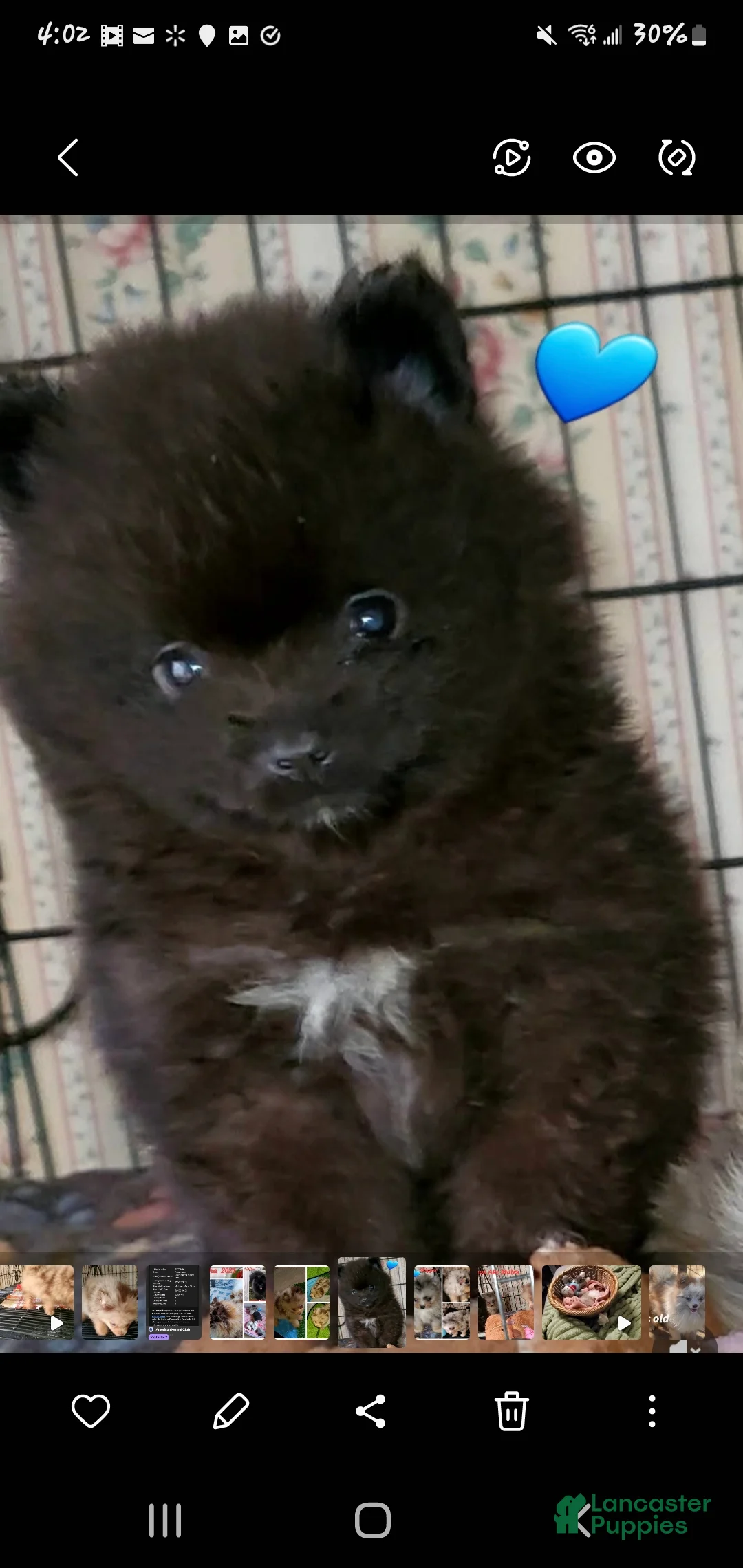 Pomeranian dogs for sale: Blackey - Ad 1