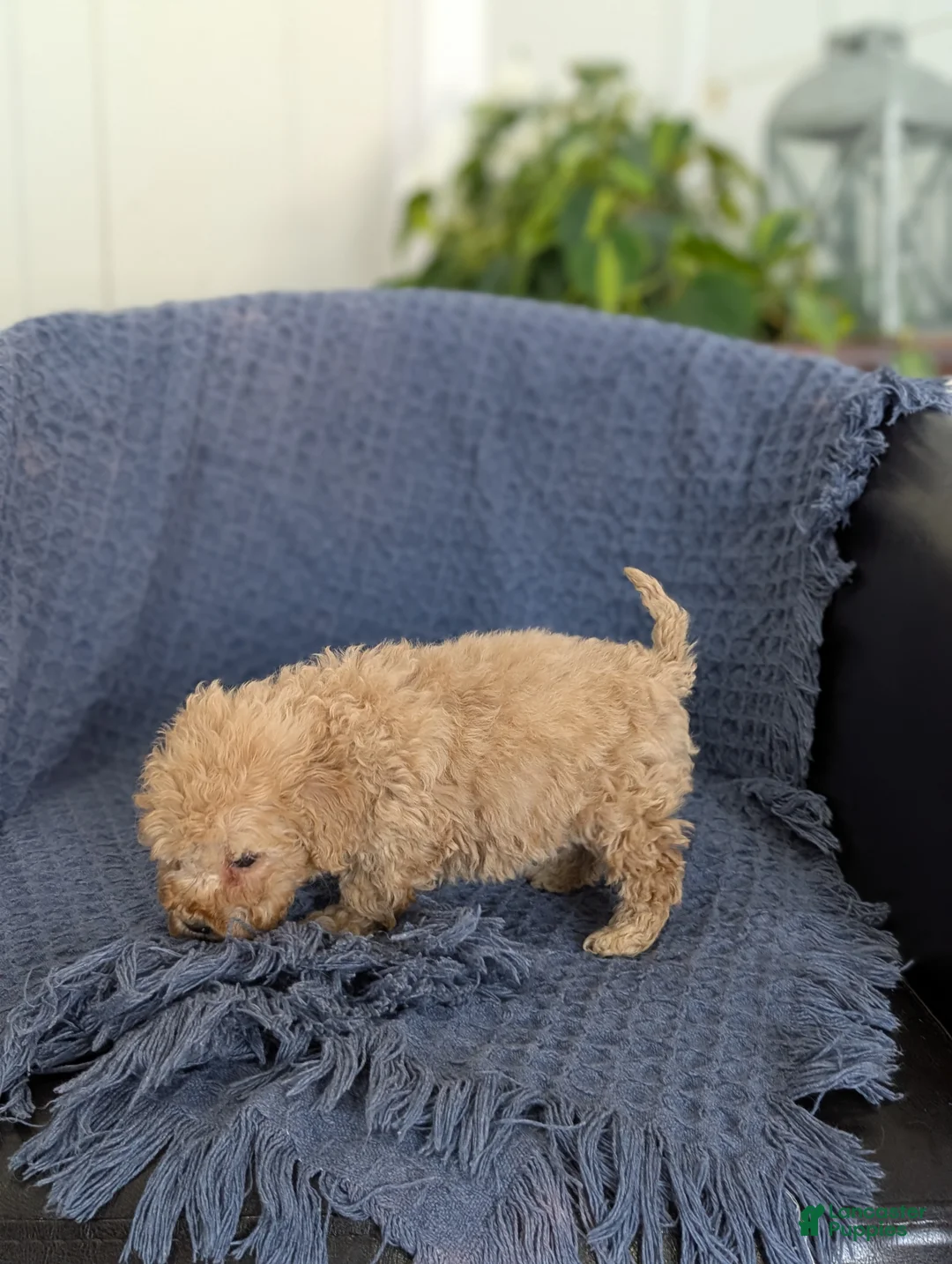 Cockapoo dogs for sale: Tiny Angelina  - Ad 5
