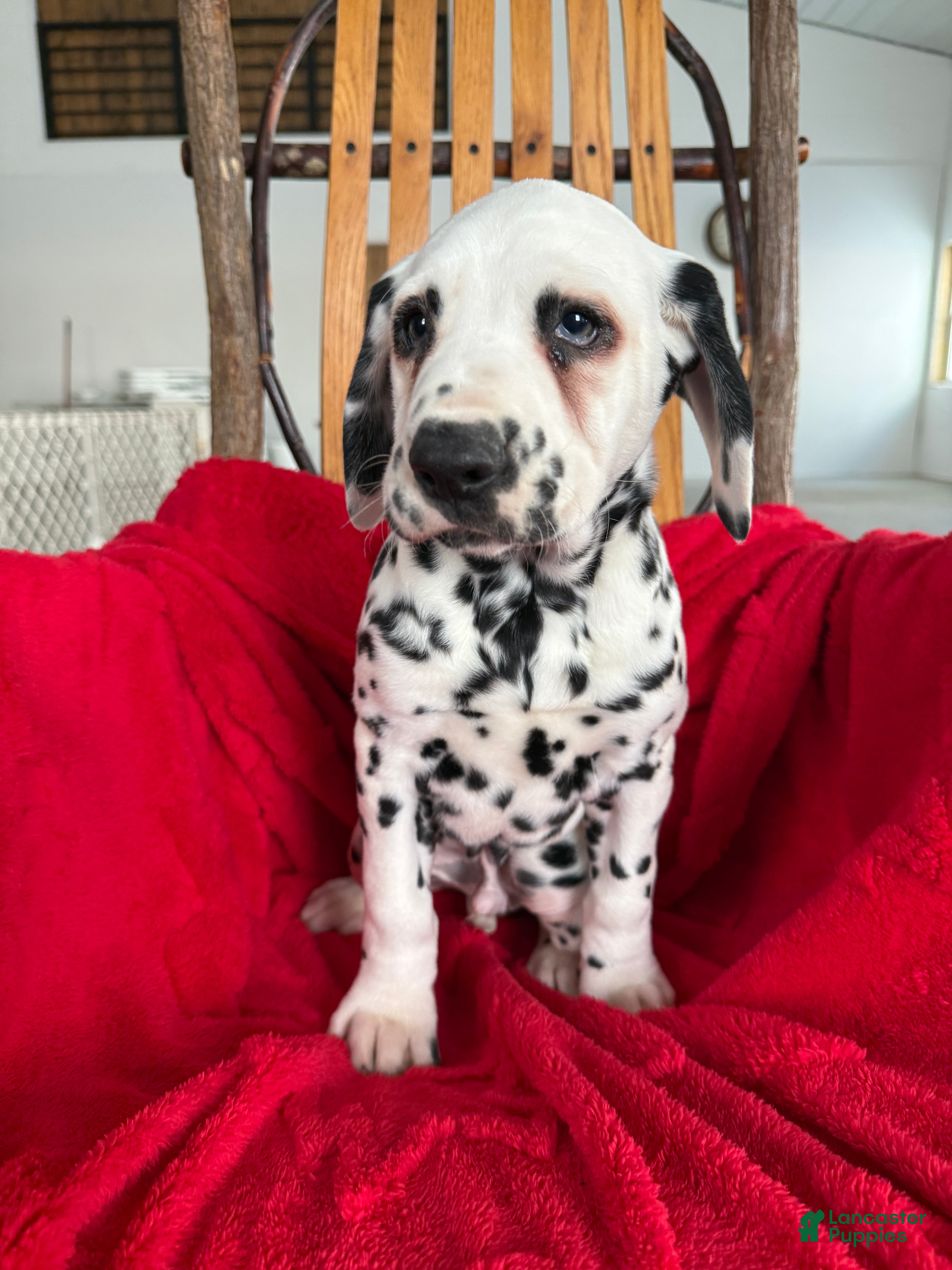 Dalmatian dogs Tommy - Ad 1