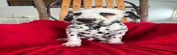 Dalmatian dogs for sale: Tommy - Ad 2