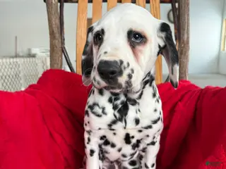 Dalmatian dogs Tommy - Ad 1