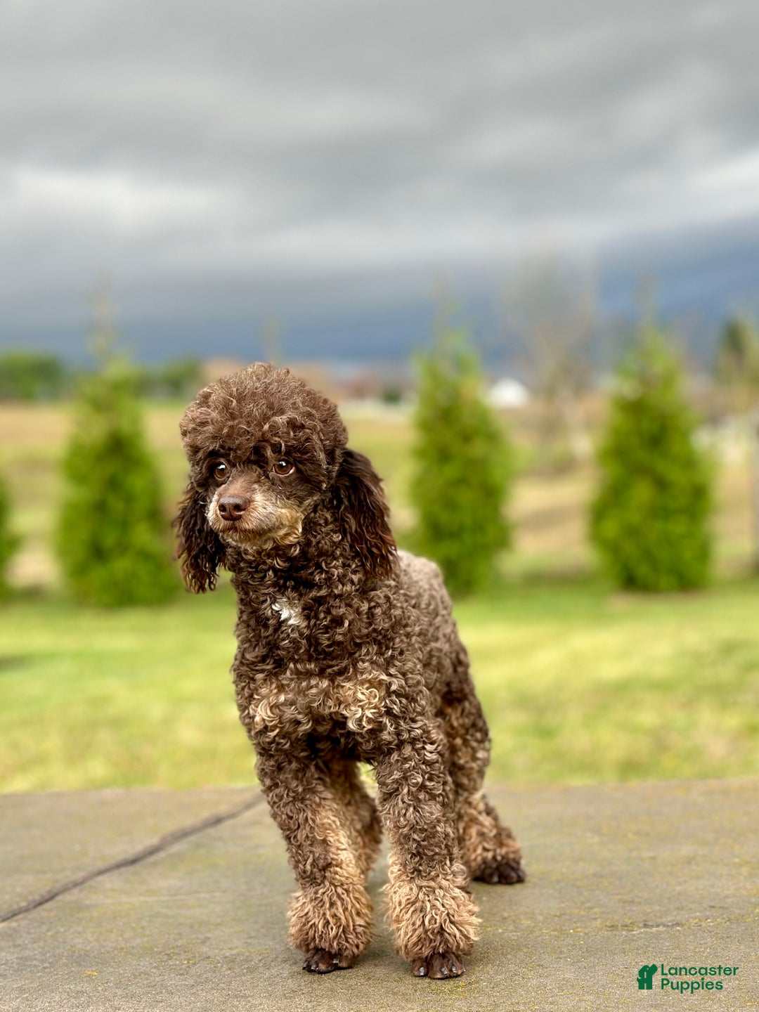 Miniature Poodle dogs for sale: Oreo - Ad 7