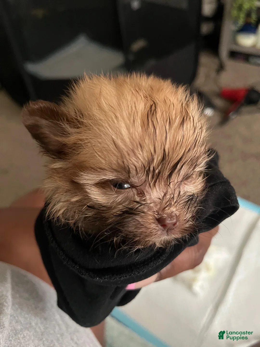 Shihpoo dogs for sale: Shihpoo 1 - Ad 4