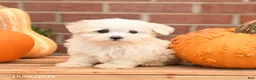 Maltipoo dogs for sale: Felix - Ad 3