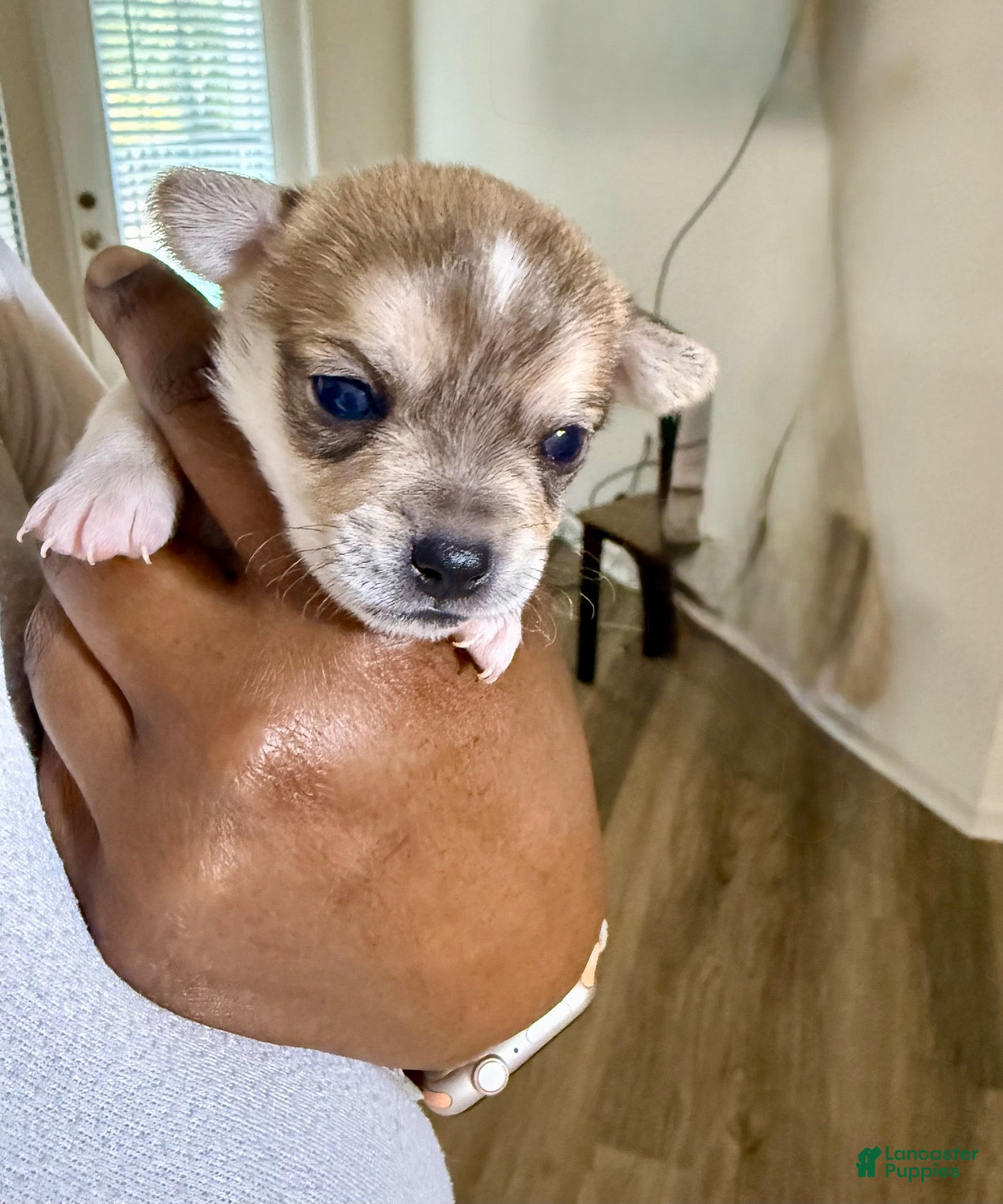Chihuahua dogs for sale: Multi Colored Male - Ad 15