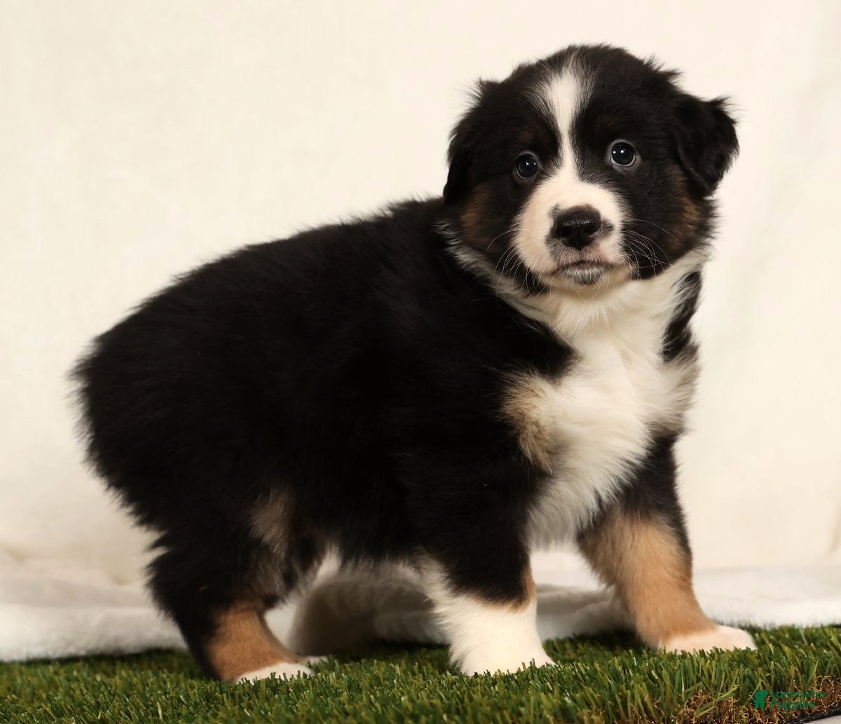 Miniature Australian Shepherd dogs Duke - Ad 18