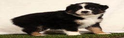 Miniature Australian Shepherd dogs for sale: Duke - Ad 1