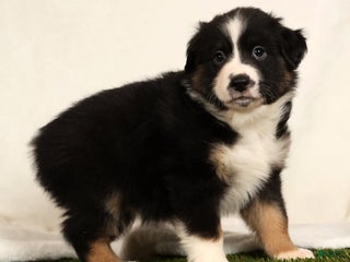 Miniature Australian Shepherd dogs Duke - Ad 16