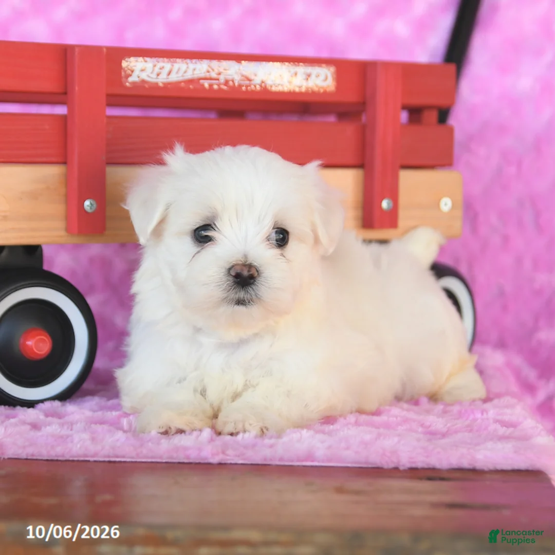 Maltese dogs for sale: Peanut  - Ad 2