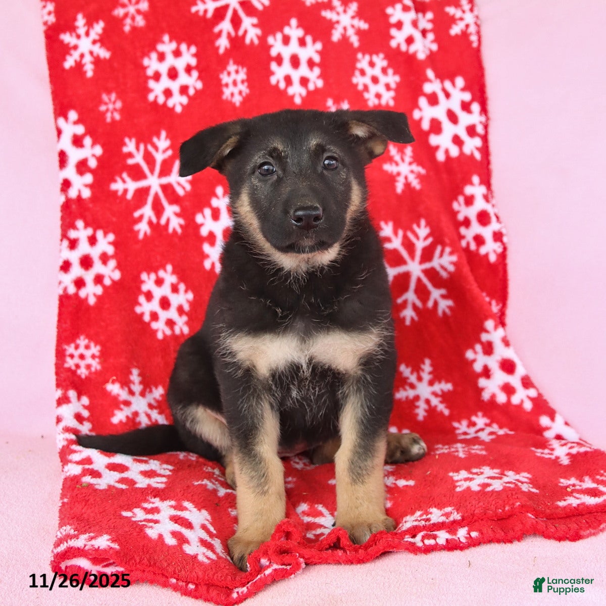 German Shepherd dogs Cheyenne - Ad 41