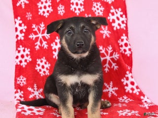 German Shepherd dogs Cheyenne - Ad 22