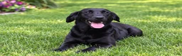 Labrador Retriever dogs for sale: Peggy - Ad 4