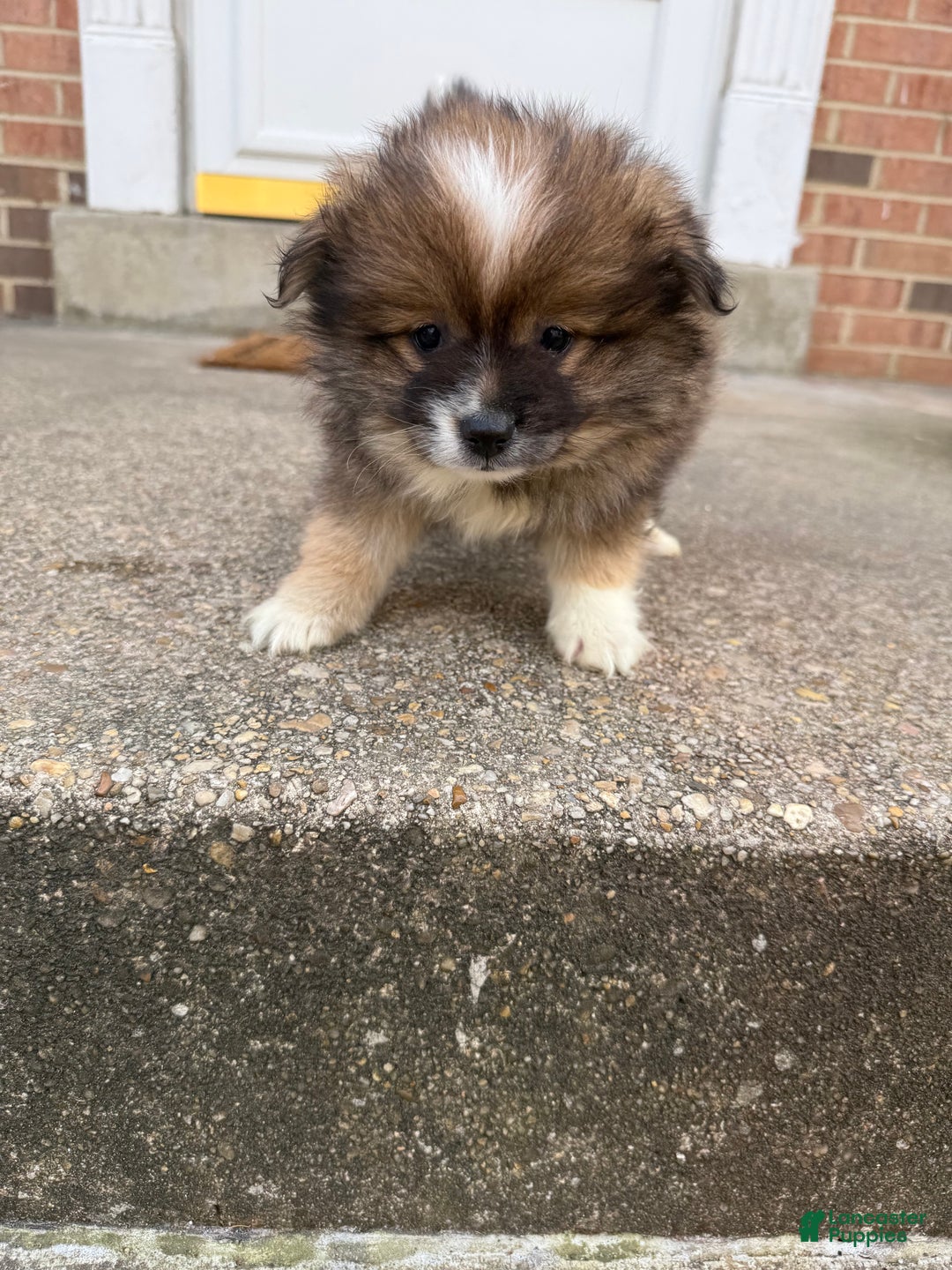 Pomeranian dogs for sale: Pomeranian Puppy 1 - Ad 2