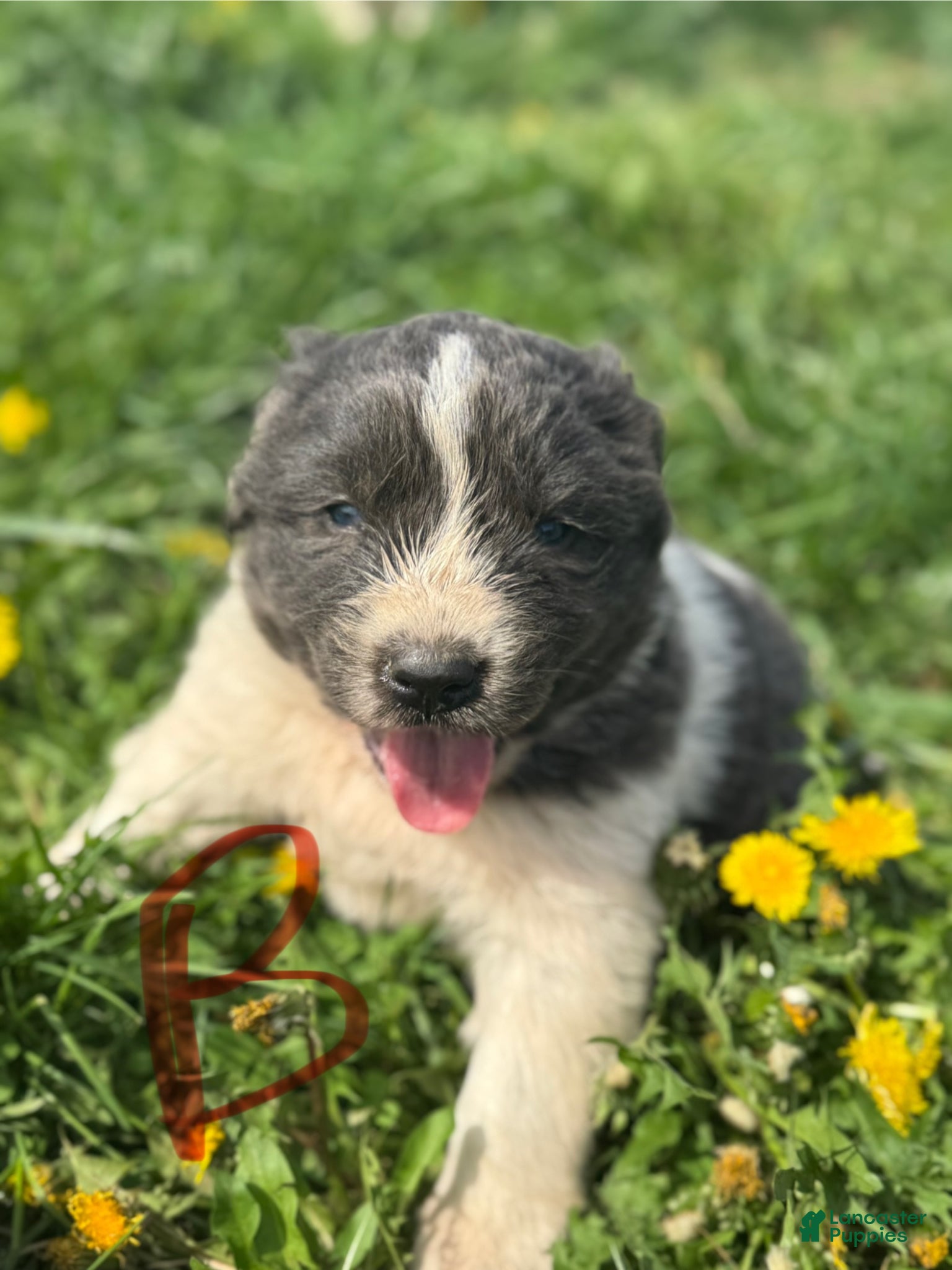 Mixed Breed dogs Mixed Breed Puppy 6 - Ad 17