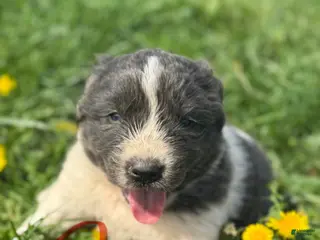 Mixed Breed dogs Mixed Breed Puppy 6 - Ad 17