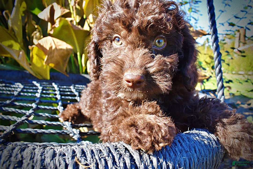 Havapoo dogs for sale: Iggy - Ad 3