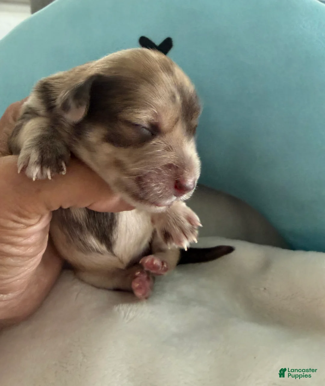 Miniature Schnauzer dogs for sale: Miniature Schnauzer Puppy 3 - Ad 2