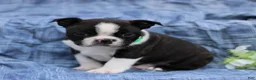 Boston Terrier dogs for sale: Charlie  - Ad 3
