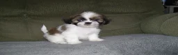 Shih Tzu dogs for sale: TOBY - Ad 4