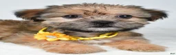 Shorkie dogs for sale: Avery - Ad 5