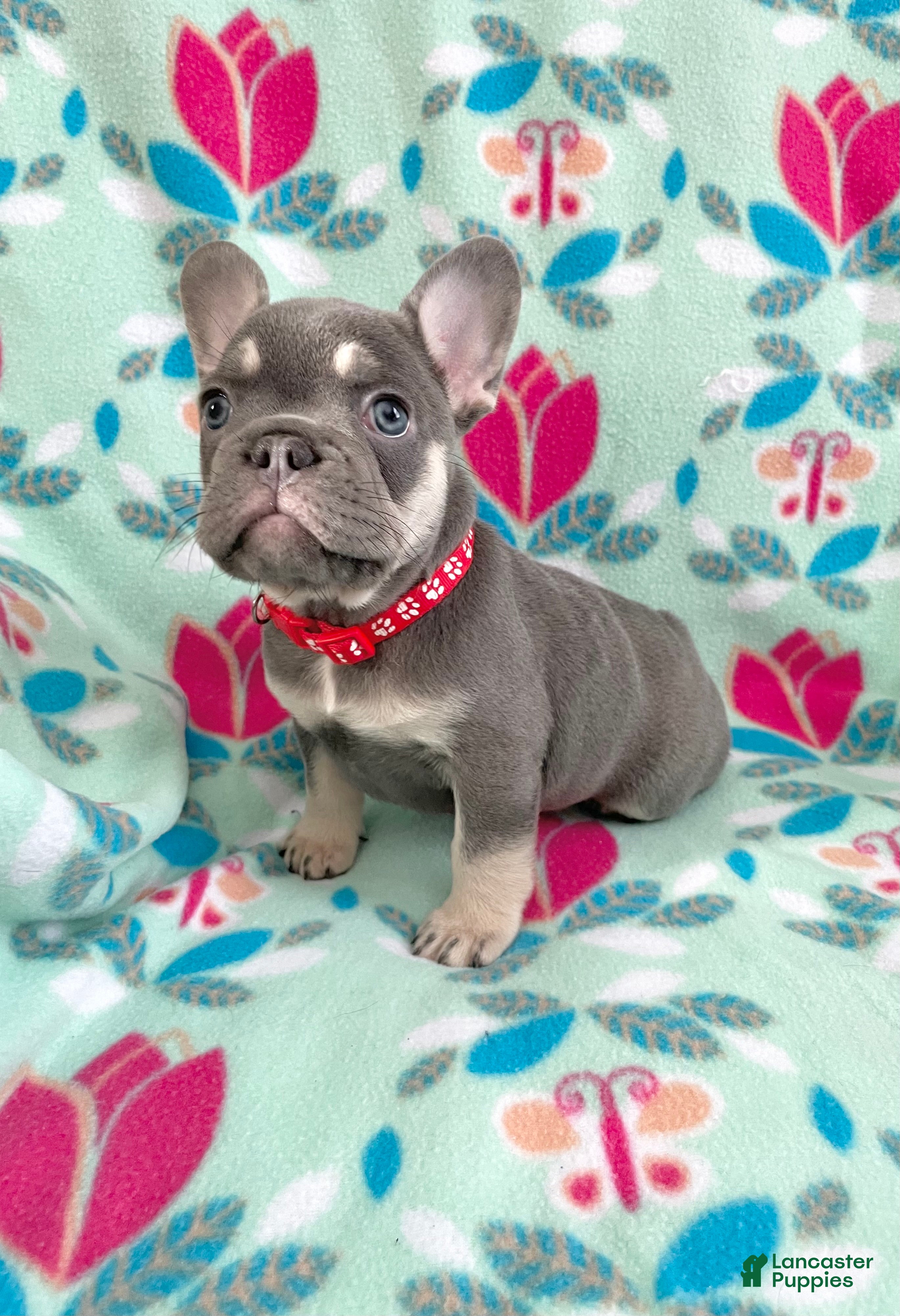 French Bulldog dogs  Puppy 6 - Ad 5