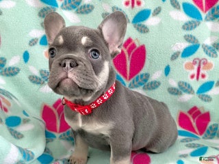French Bulldog dogs Puppy 6 - Ad 3