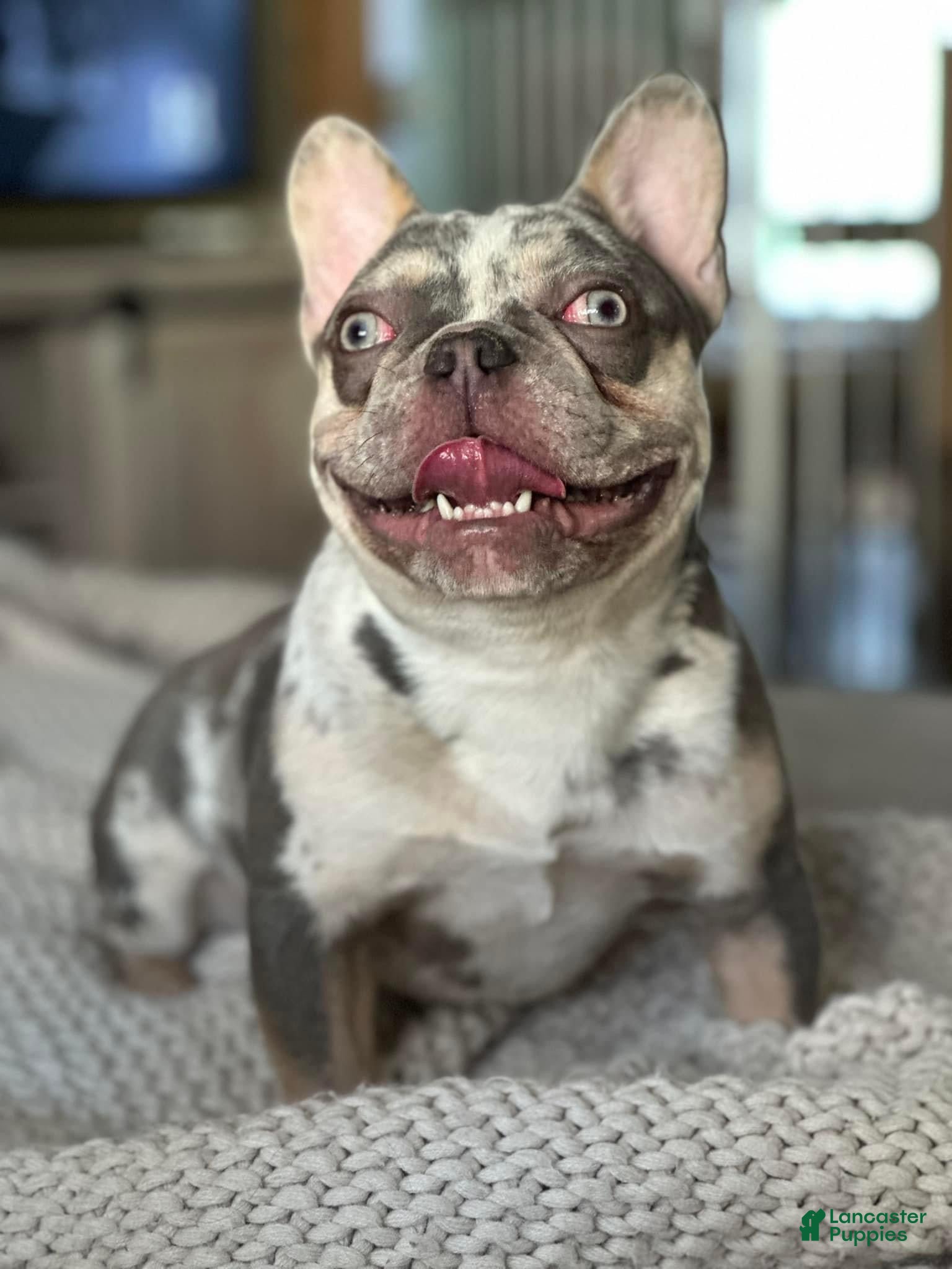 French Bulldog dogs Legacy - Ad 1