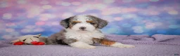 Mini Bernedoodle dogs for sale: Sandy - Ad 4