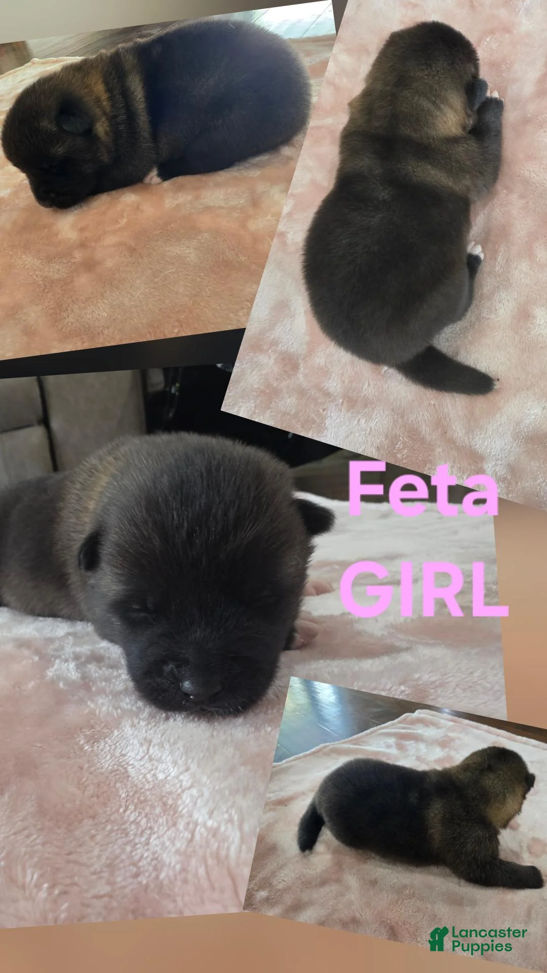 Akita dogs for sale: Feta - Ad 1