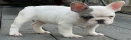 French Bulldog dogs for sale: French Bulldog 2 - Ad 2