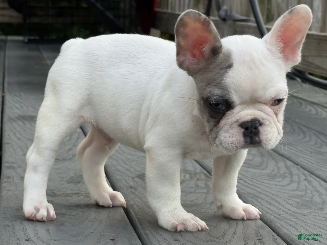French Bulldog dogs for sale: French Bulldog 2 - Ad 2