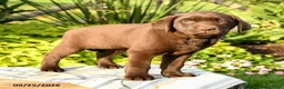 Labrador Retriever dogs for sale: Lucille - Ad 3
