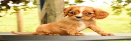 Cavalier King Charles Spaniel dogs for sale: Vicky - Ad 3