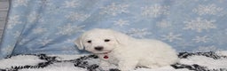 Bichon Frise dogs for sale: River - Ad 4