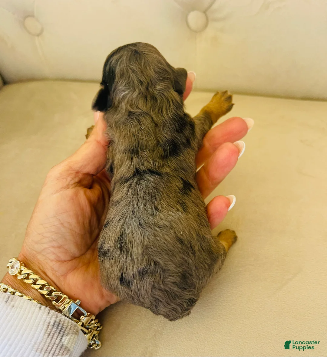 Bernedoodle dogs for sale: Triton ❤️ micro mini blue merle bernedoodle  - Ad 2