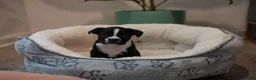 Boston Terrier dogs for sale: (Johnny) Cash - The Man in Black - Ad 9