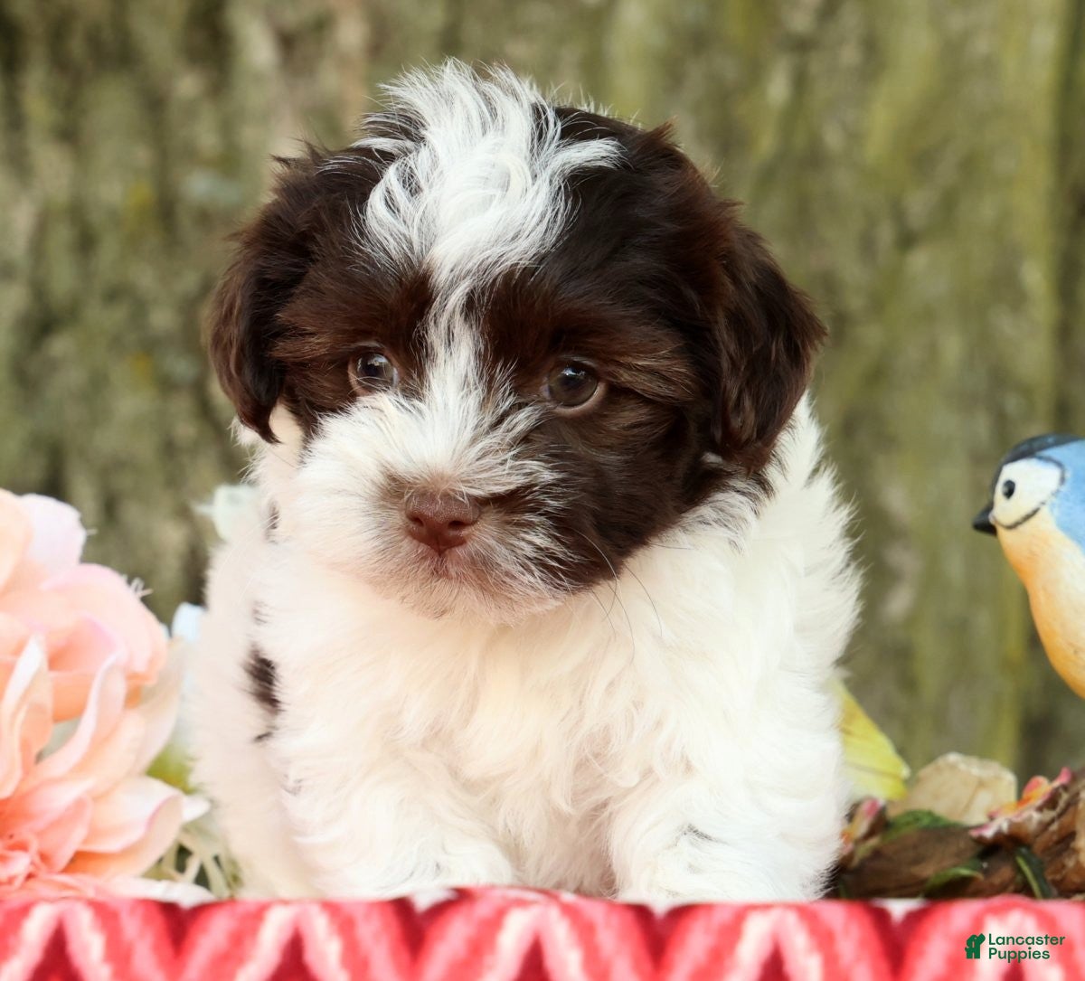 Havanese dogs for sale: Lucky - Ad 4