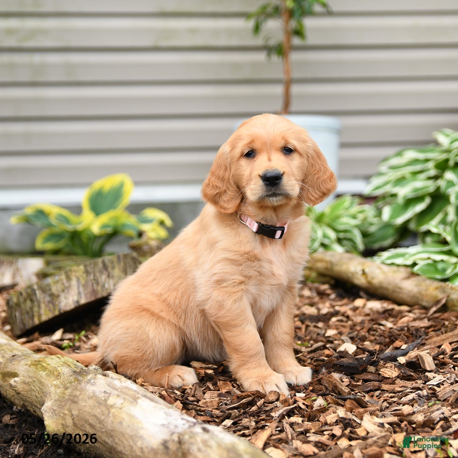 Golden Retriever dogs Gretel - Ad 1