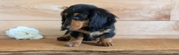 Miniature Dachshund dogs for sale: Riley - Ad 7