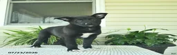 Mixed Breed dogs for sale: Rusty  - Ad 3