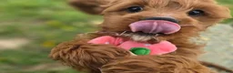 Cavapoo dogs for sale: Iceberg - Ad 22