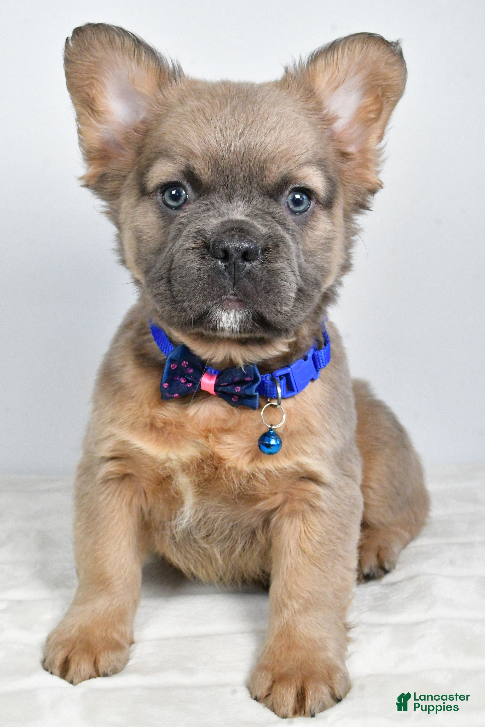 French Bulldog dogs Bobby - Ad 24