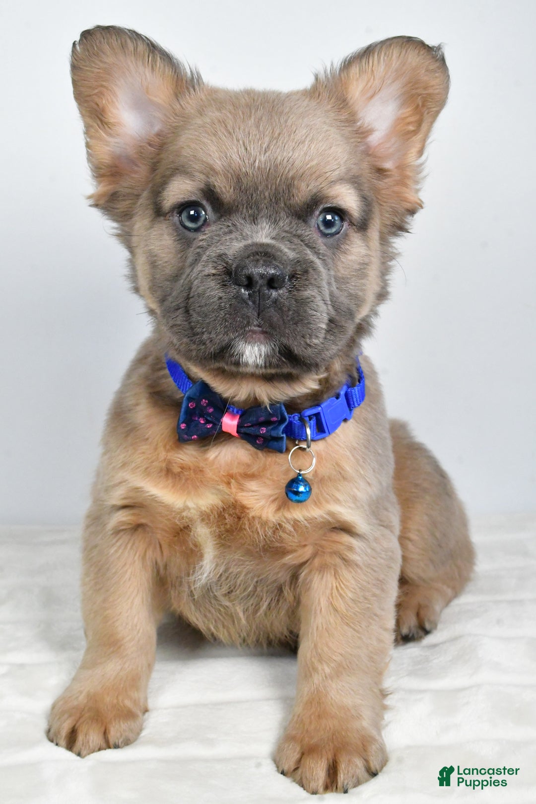 French Bulldog dogs for sale: Bobby - Ad 1