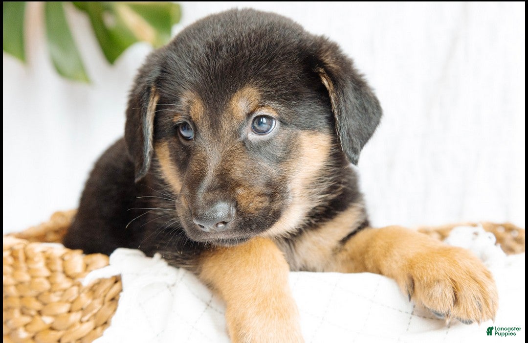 Mixed Breed dogs for sale: Milo - Ad 3