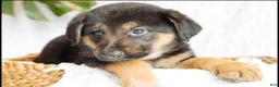 Mixed Breed dogs for sale: Milo - Ad 1