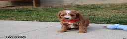 Cavapoo dogs for sale: Elliot - Ad 3