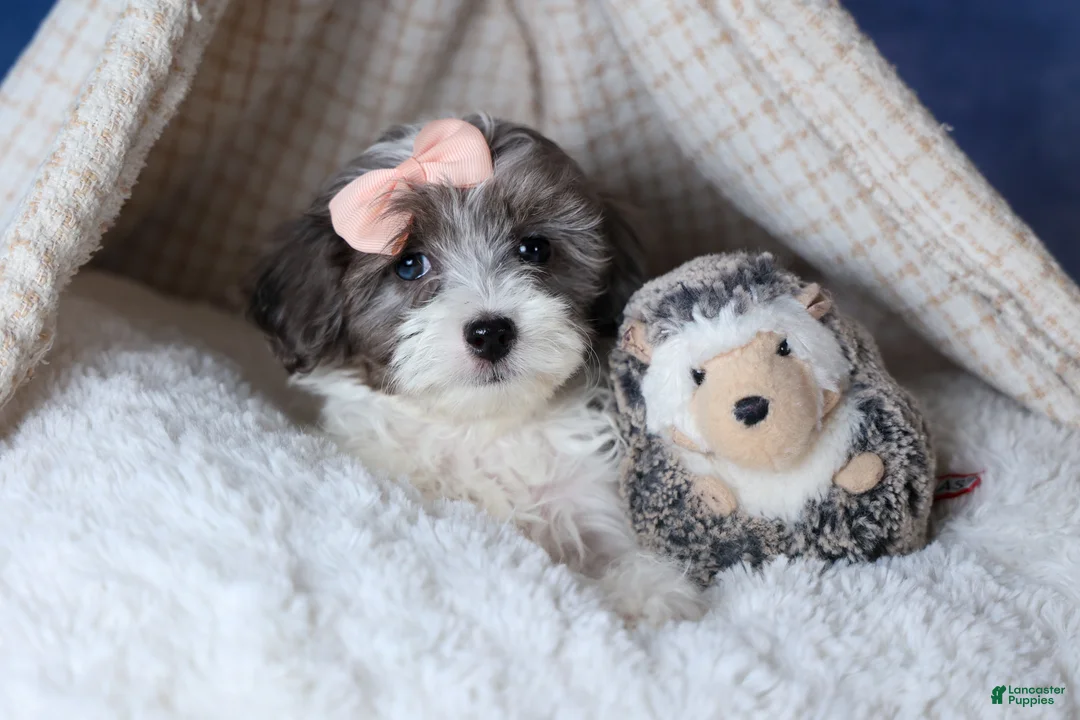 Havapoo dogs for sale: FIONA - Ad 15