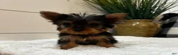 Yorkshire Terrier dogs for sale: Tinkerbell  - Ad 7