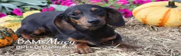 Miniature Dachshund dogs for sale: Max - Ad 7