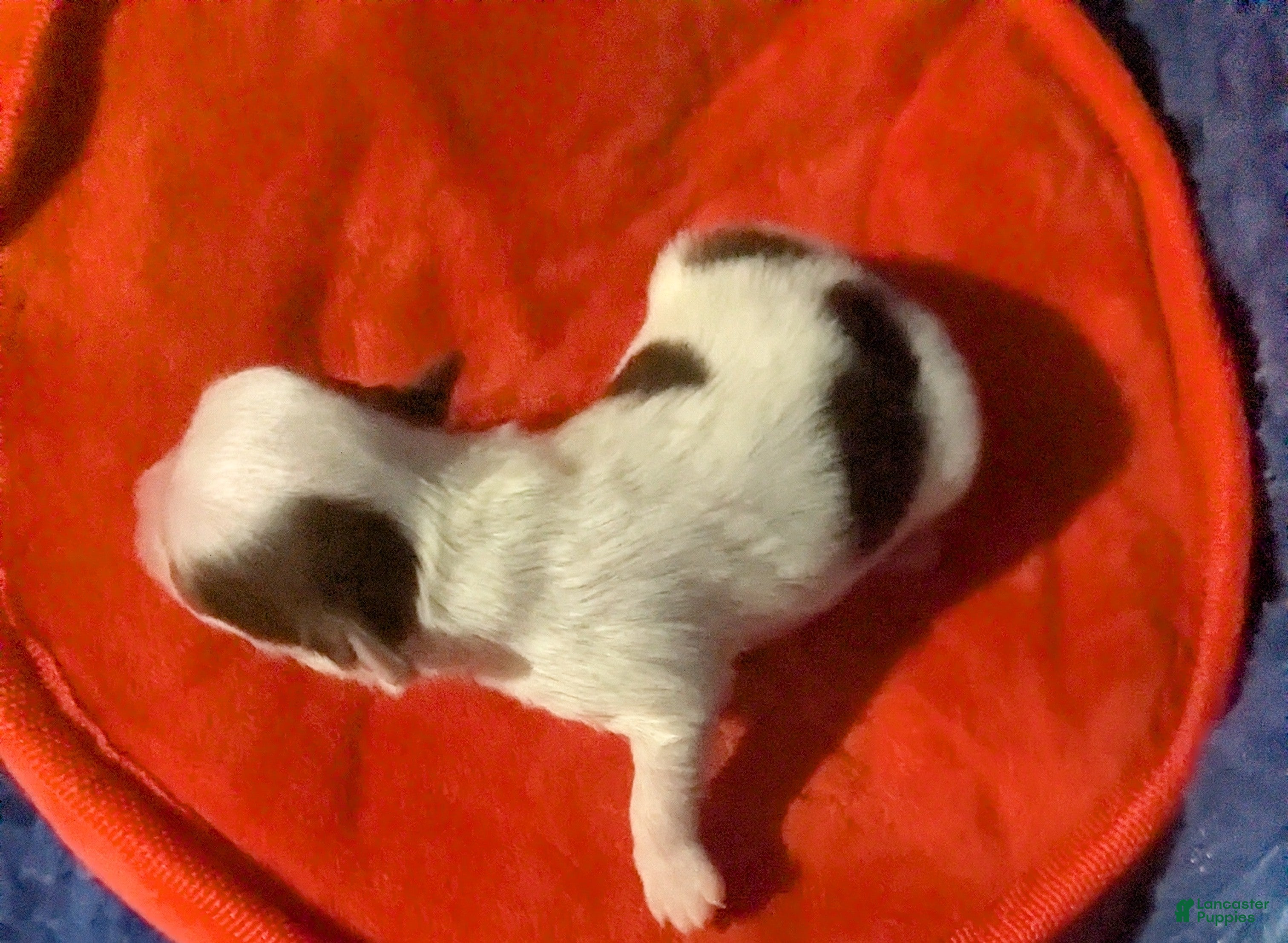 Chihuahua dogs for sale: Prince - Ad 2